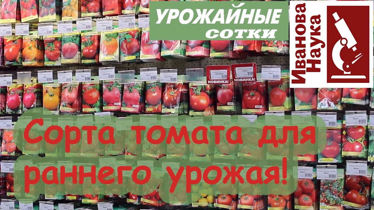 Лучшие сорта томата для ленивых, которые не поздно посеять! Без фитофторы и с урожаем