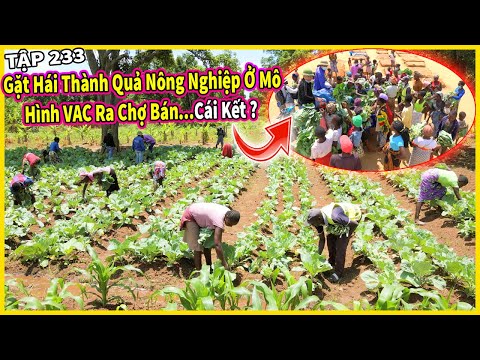 Gặt Hái Thành Nông Nghiệp Trong Mô Hình VAC Ra Chợ Bán Thử và … Cái Kết ?