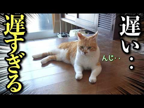 大スキな母の帰りを玄関で待ち続ける猫｜猫グッズセール購入品