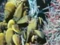 Exploring the Ocean's Depths
