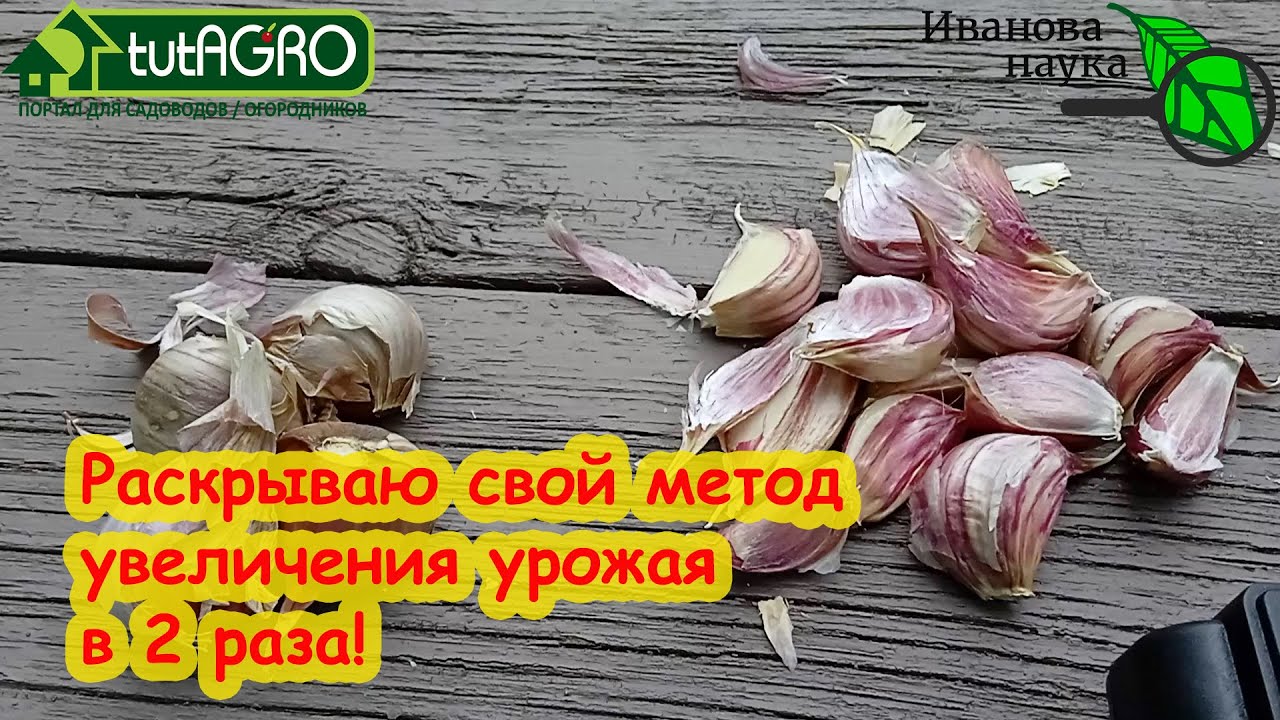 Мой урожай чеснока сразу в 2 раза больше. Ошибка бывалых огородников - не совершайте её!