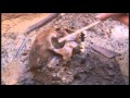 Exploring Cannibalism Evidence in Jamestown