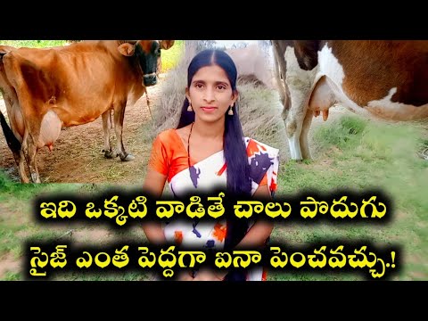 పొదుగు సైజ్ పెద్దగా పెంచాలంటే ఇలా చేయండి.!How To Increase Udder Size in Cows/Dairy form/Madeenatalks