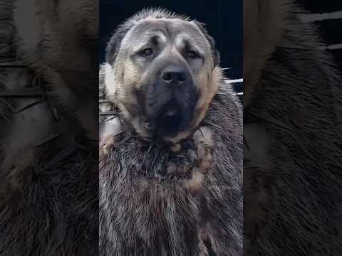 Most Aggressive & Powerful Dog Breed TURKISH KANGAL DOG 🔥