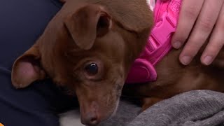 Michigan Humane: National Volunteer Month
