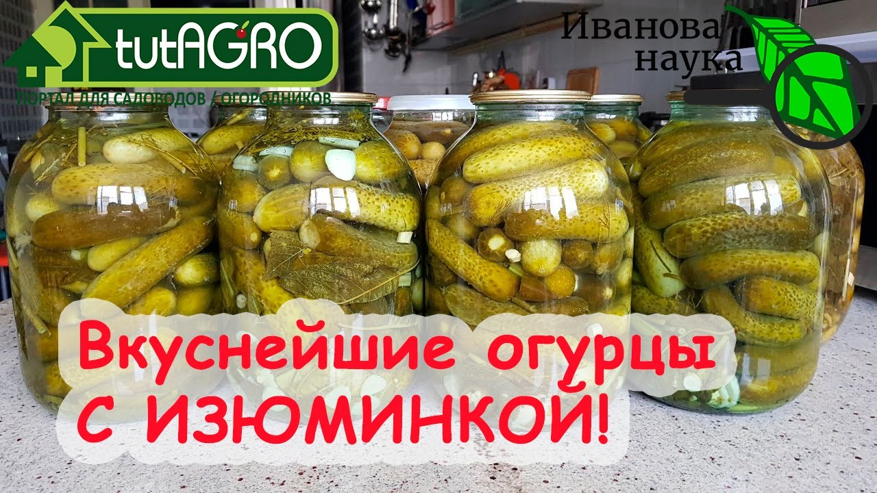 Самые вкусные огурцы на зиму без стерилизации. На сырой воде и с особым стартом! Лучше бочковых!