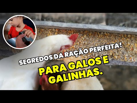 PARE de alimentar suas galinhas da maneira errada! Aprenda com meus ERROS