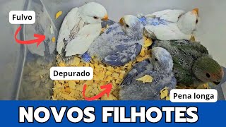 DIA DE TIRAR FILHOTES DO NINHO E COLHER A SEXAGEM 
