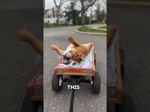 5 Most Stubborn Dog Breeds!