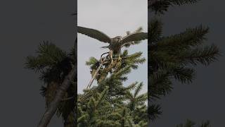 Verspielter Jungfalke ❤️