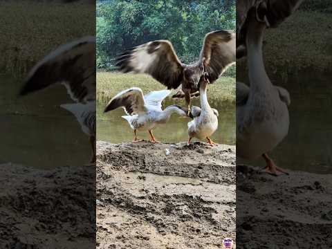 An Eagle Spotted Catching a Goose