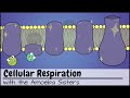 Understanding Cellular Respiration