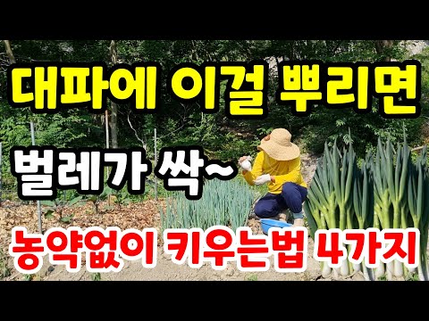 대파 농약 치지말고 흙에 이것만 뿌리고 심으면 고자리파리 병해충없이 잘 큽니다 친환경 대파키우기#대파모종심는방법#주말농장#farming#garden#힐링#건강#gardening