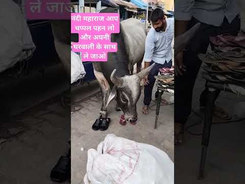 नंदी महाराज आज मेरी दुकान आये#shortvideo ♥️😆😆😆😆😆😘😘😘♥️♥️