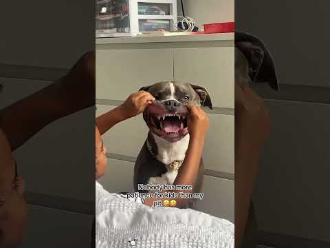 Dogs and baby’s 😂🤣#youtube #funny #dog #animals