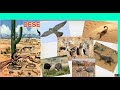 Exploring Biomes and Biodiversity