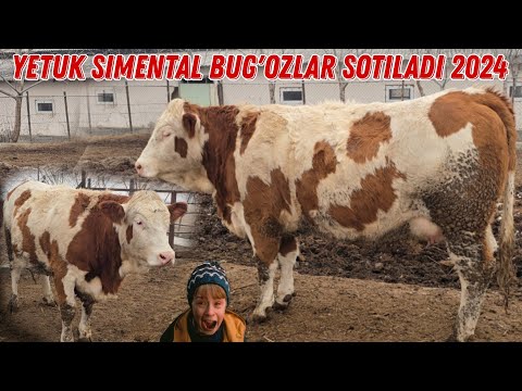 Simental Sigirlar Sotiladi Yetuk Bug'ozlar ☎️+998 90 434 00 70