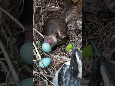 Cuckoo Pushing Eggs杜鹃鸟推蛋，鸟爸鸟妈在场，会阻止吗？