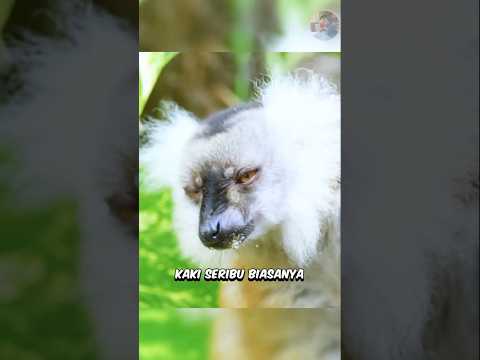 Kaki Seribu Jadi Senjata Lemur #shorts