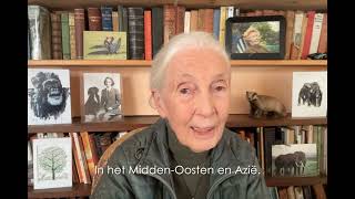 Dr Jane Goodall on World Chimpanzee Day 2024
