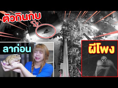 ตัวกิน กบยักษ์ ที่แท้ คือ ผีโพง บุกบ้าน พี่กุ๊กกุ๊ก เสียใจหนักมาก