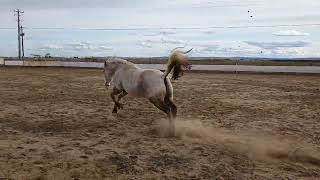 This Got Out of Control FAST😳🐎