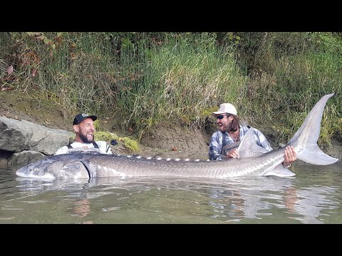 GIGANTESCO STORIONE RECORD OVER 3 METRI X 260 KG - 4K by YURI GRISENDI