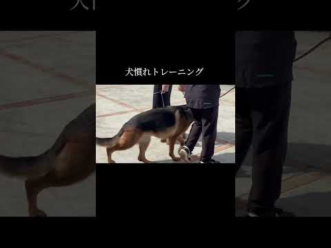 継続が大切です #doglibre #ネコいぬワイドショー #犬のしつけ #シェパード