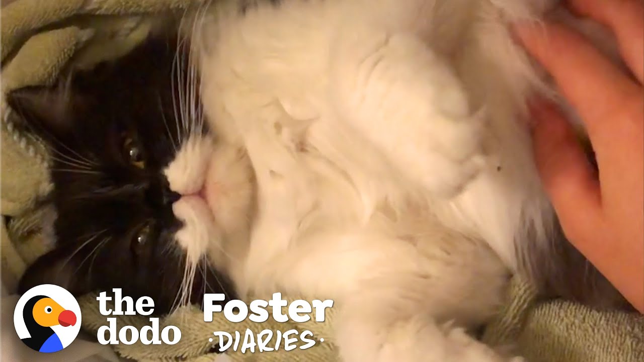 Stray Cat Gives Birth In Woman's Bathroom Foster Diaries