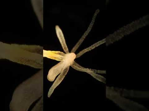 The Undying Hydra | Deep Look #Shorts