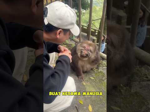 Sisi Humoris Seekor Monyet