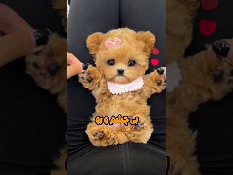 توله سگ چشم دکمه‌ای 🤗😍🥳