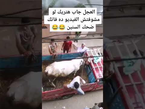 لو قلت لك ان العجل بيلعب كارتيه هتصدقني😎!!