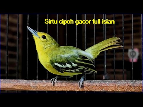 Sirtu cipoh gacor full isian || Pancingan dijamin langsung bunyi