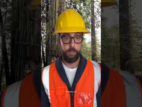 Near disaster – tree shifted direction at the last second #cutdowntrees #satisfying #chainsaw #ice