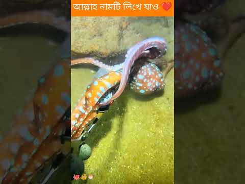 সমুদ্রের নিচ্ থেকে বড়ো একটা অক্টপাস ধরলাম #shorts #youtubeshorts #facts #fishing