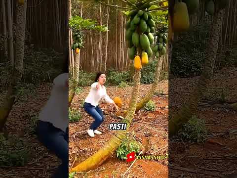 ✅ Beginilah marahnya petani China kalau harga buah pepayanya murah #shorts #shortsvideo