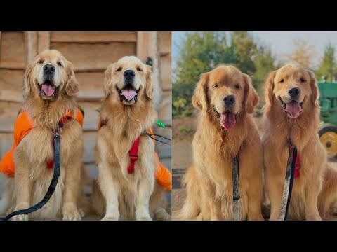 Sterling And Colin Go To The Farm