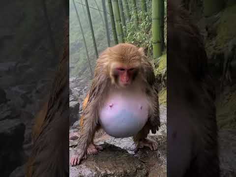 Mother monkey struggles in the rain before giving birth.#monkey #nature #wildlife