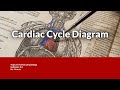 Understanding the Cardiac Cycle