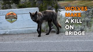 WOLVES MAKE A KILL ON BRIDGE - Wolves - Yellowstone National Park - YellowstoneVideo.com