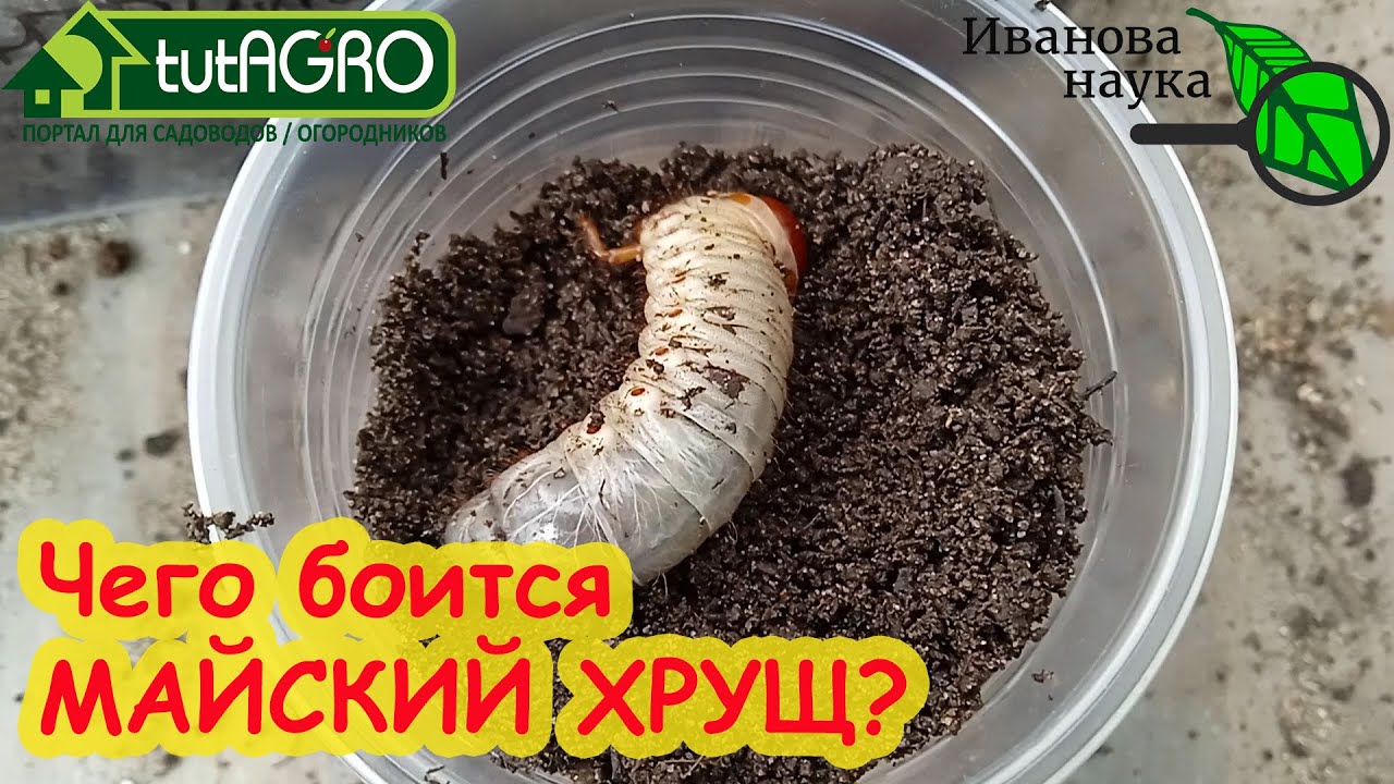 Красным стержнем. Не повторяйте этих ошибок, чтобы не лишиться урожая! Так нельзя делать!