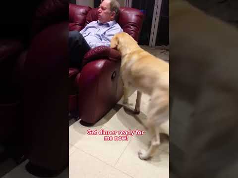 Dramatic Dog Is Hungry🤣🤣#funnydog#dog#YouTubeShorts#pet#fyp