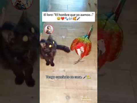 😲❤️ Canta hermoso!!!🐾🎤🎶🥰#cat #god #gatos  #cats #love #amor #catlovers #catlover #catshorts