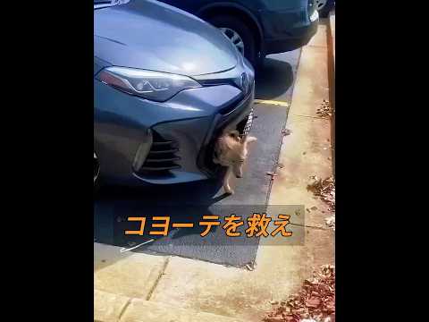 意外なことに、野生のオオカミも犬と同じように行儀良くなることがあります。 #animals #動物