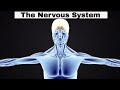 Exploring the Nervous System: Key Concepts and Functions