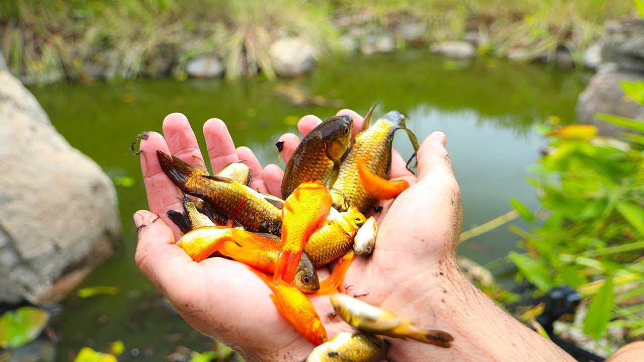 Rescuing Hundreds of Fish From Dried Up Pond! (Rescue Mission)