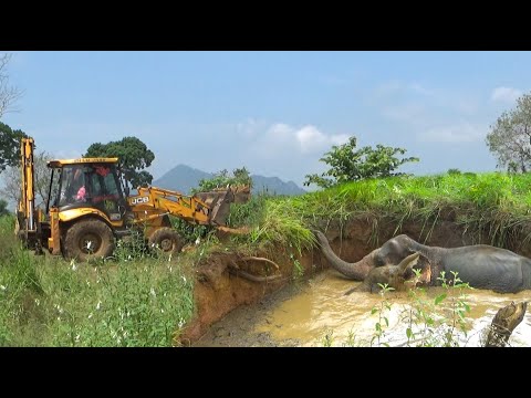 Elephants got stuck in water hole | हाथी पानी के गड्ढे में फंस गए | হাতিগুলো জলের গর্তে আটকে গেল