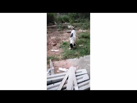 มังคุดกับมะม่วง