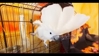 видео